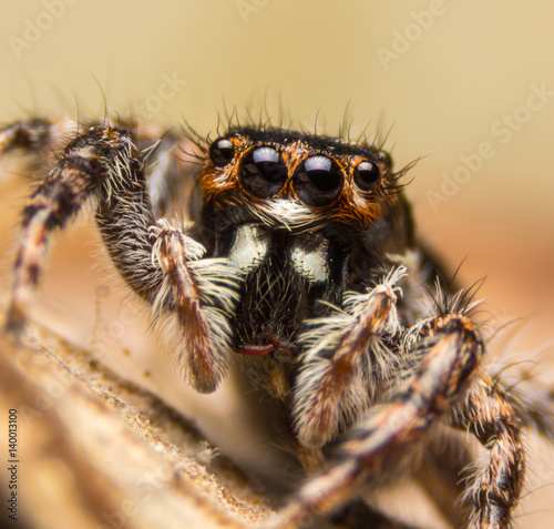 jumping spider close up