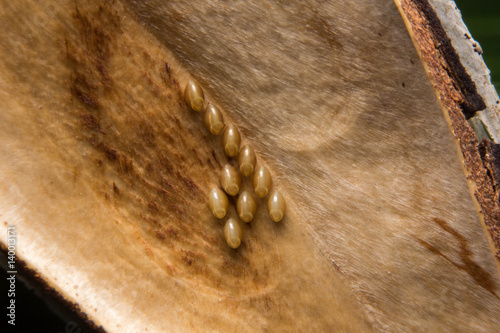 Insect eggs on the flower seeds