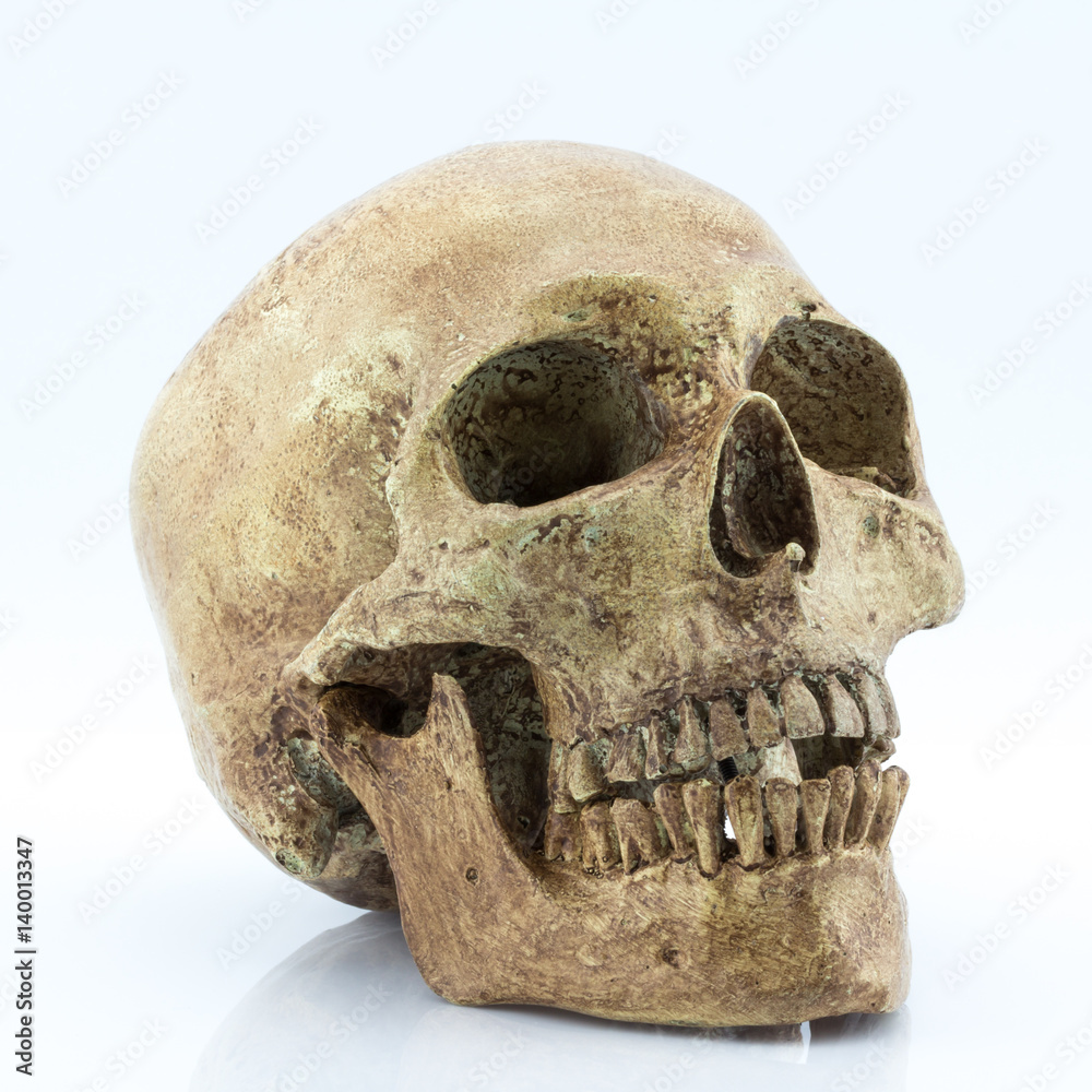Right side view of human skull on white background Right side view of human skull on white background