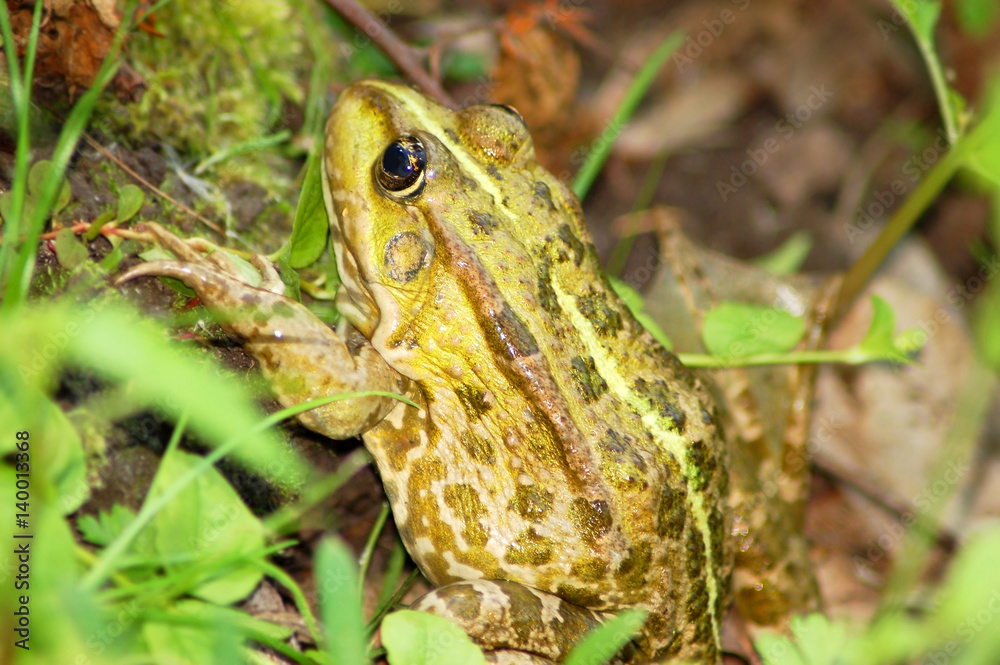 Obraz premium Frog in grass