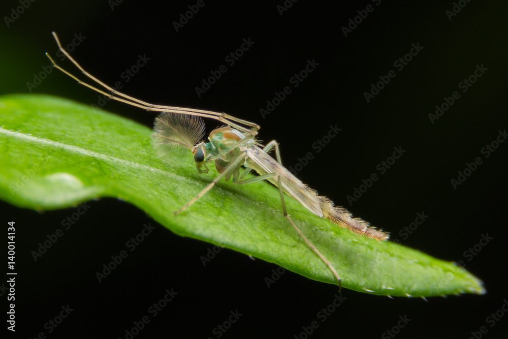 Ταπετσαρία Adult male midge (Chironomidae) Close up. Super Macro