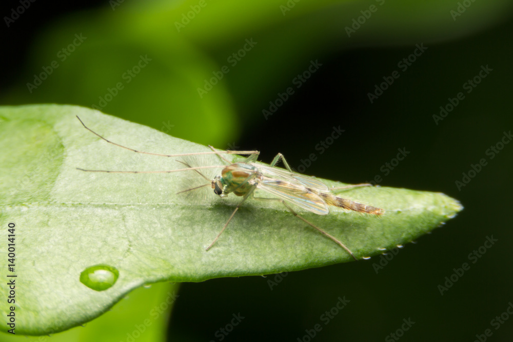 Adult male midge (Chironomidae) Close up. Super Macro Adult male midge (Chironomidae) Close up. Super Macro