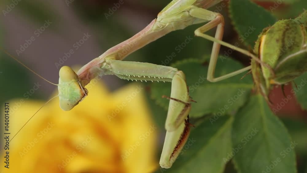 Preying Mantis Preying Mantis