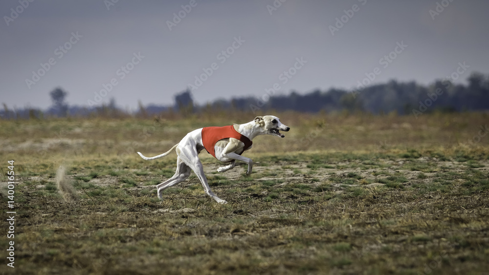 Whippet dog running. Coursing, passion and speed Whippet dog running. Coursing, passion and speed