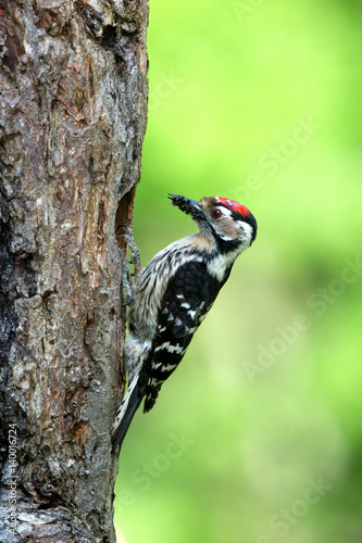 animal