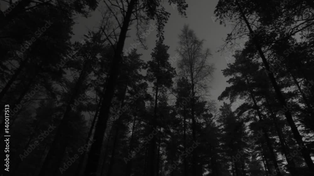 Eerie tracking shot in a dark forest.