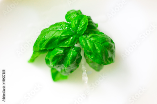 Basil leaves isolated photo