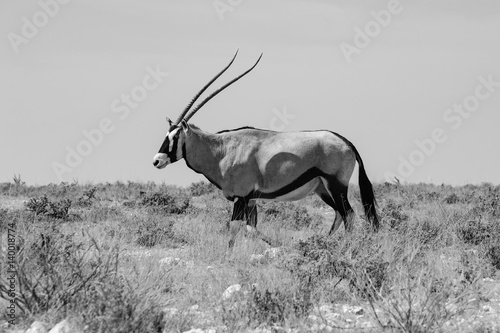 oryx antelope etosha namibia black and white