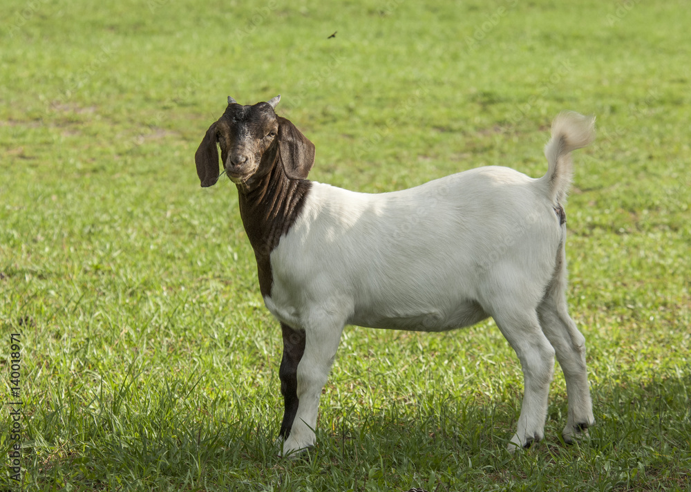 Pet domestic goat