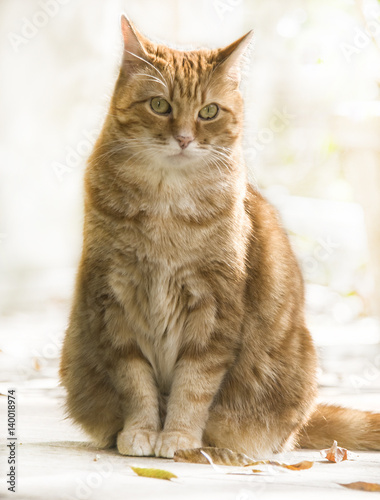 Orange tabby cat on high key background