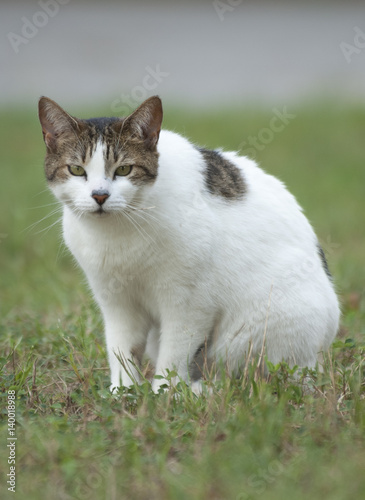 Cautious feline on lawn
