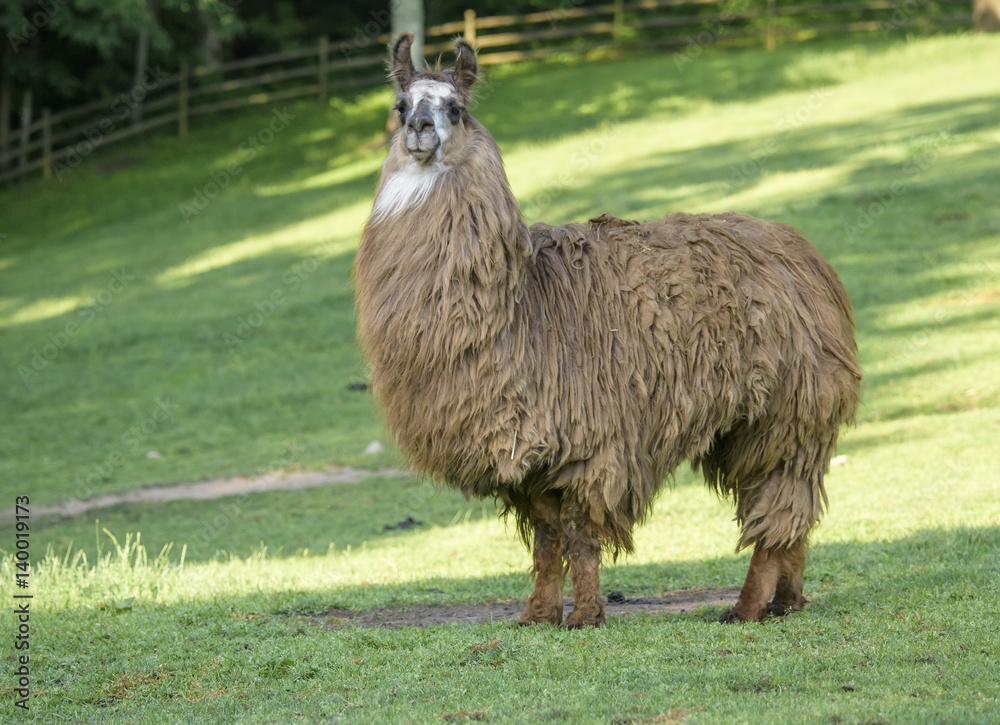 Llama in green pasture