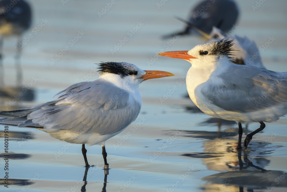 Fotografie Caspian Terns on beach at dusk