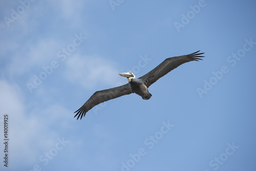 Brown Pelican in flight against blue sky