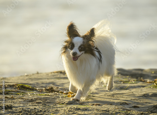 Papillon dog plays at Ocean Beach CA dog beach © Mark J. Barrett