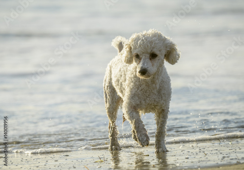 Poodle dog on beach sand at Ocean Beach, CA shoreline © Mark J. Barrett