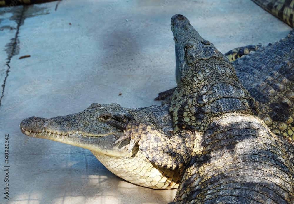 Fototapeta premium Nile crocodiles (lat. - Crocodylus niloticus)