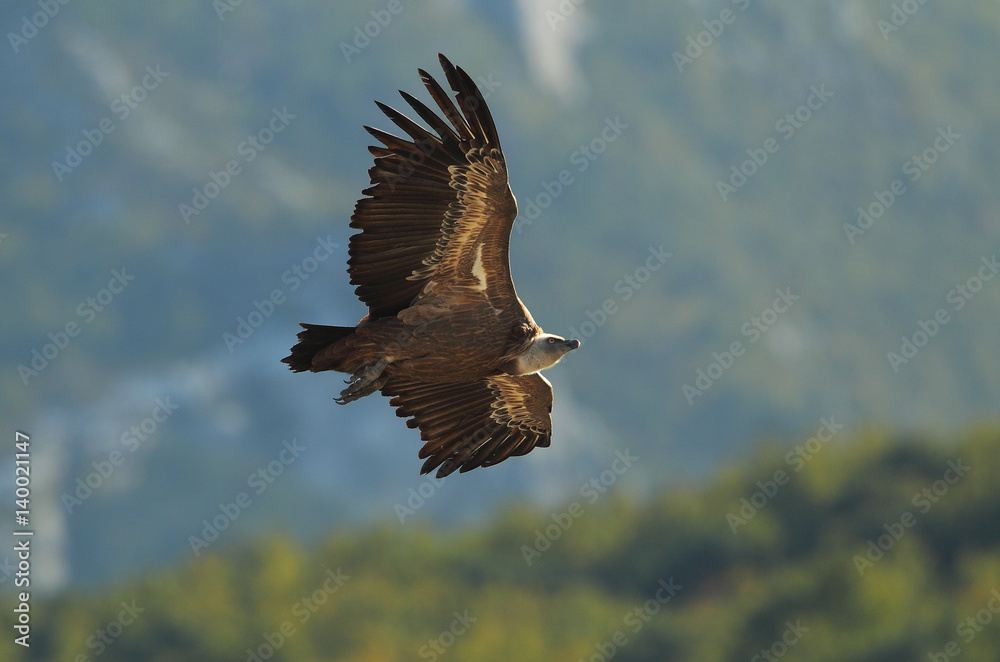 Obraz premium animal