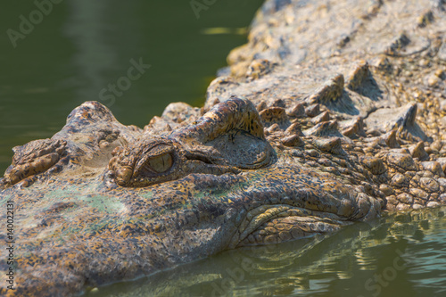 crocodile