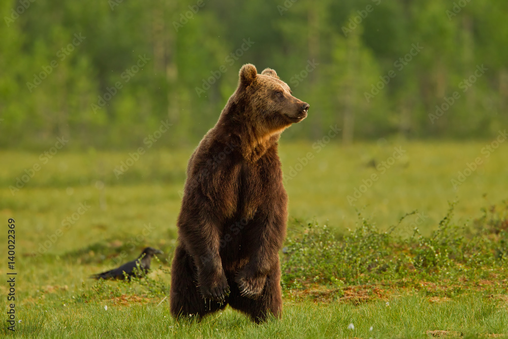Fototapeta premium animal