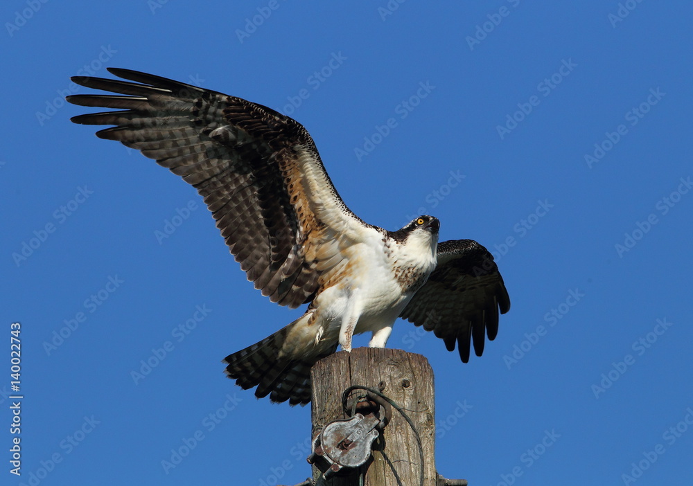 Fototapeta premium animal