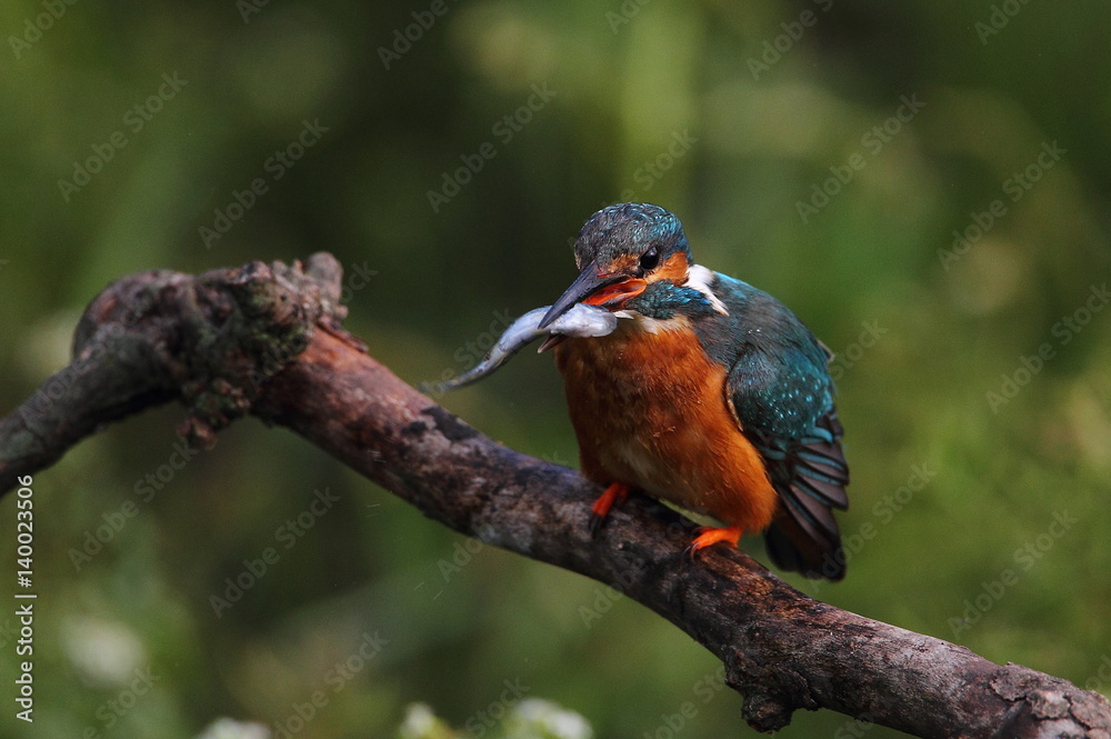 kingfisher