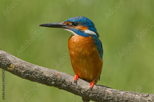 kingfisher © Fabrizio Moglia