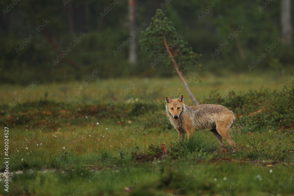 Obraz premium Animal