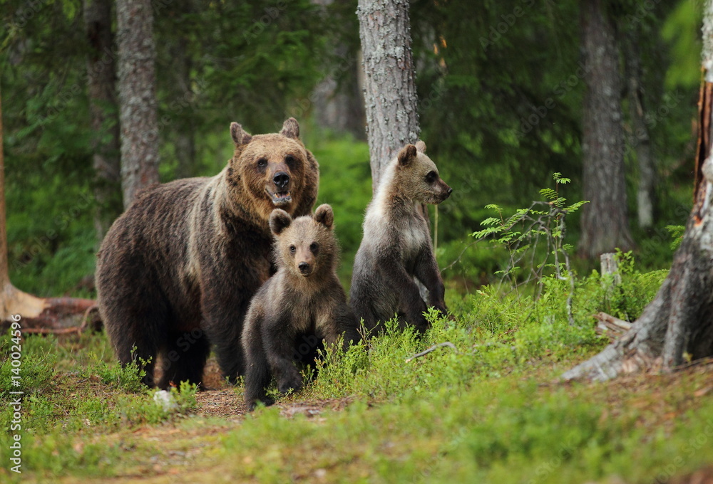 Fototapeta premium animal
