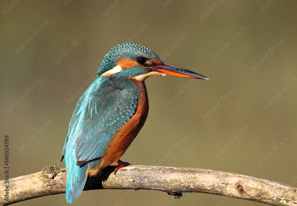 Fototapeta premium animal