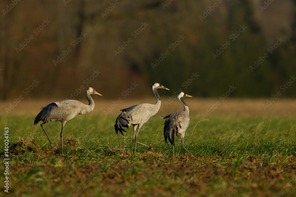 Fototapeta premium animal