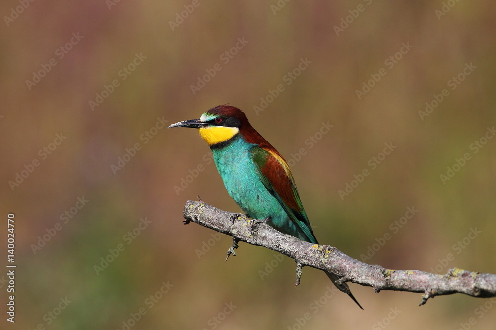 Fototapeta premium Animal