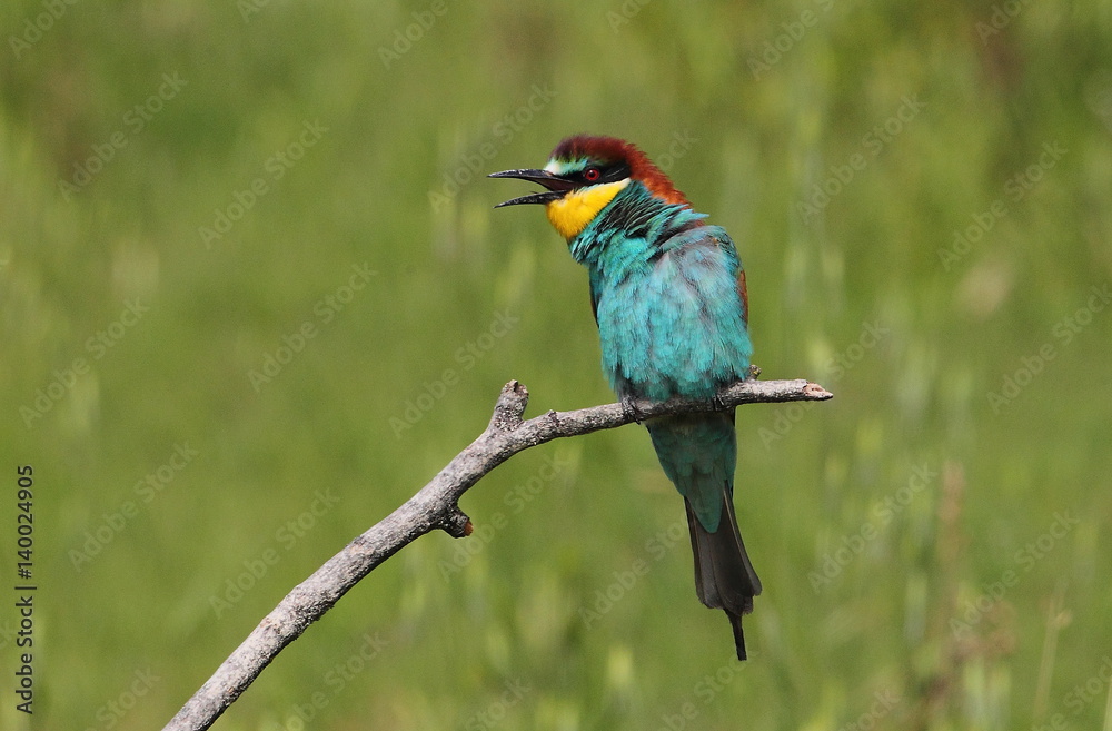 Fototapeta premium Animal