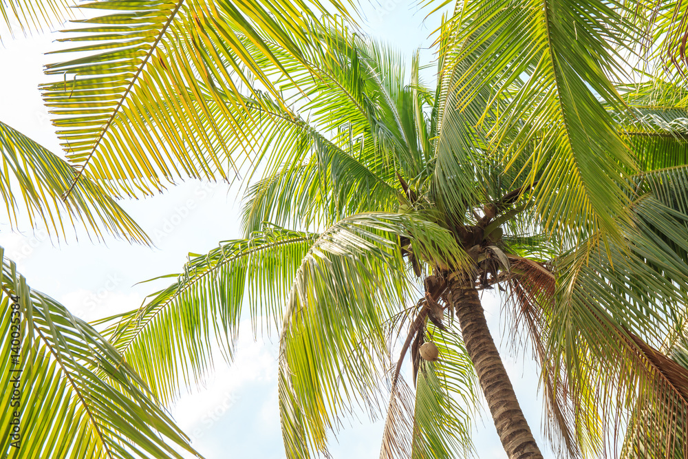 Coconut or palm tree.