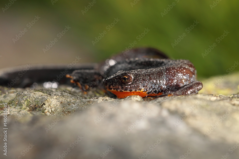 Obraz premium animal