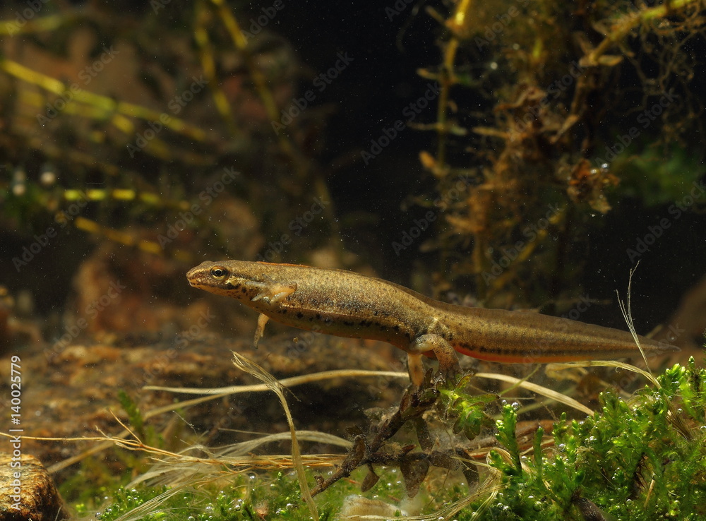 Naklejka premium animal