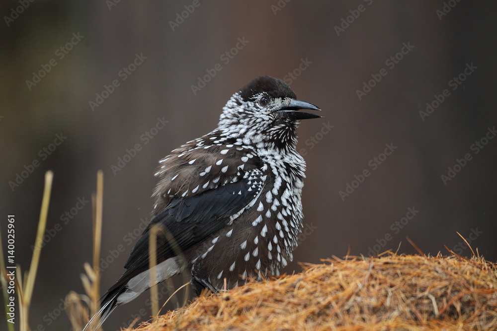 Obraz premium animal