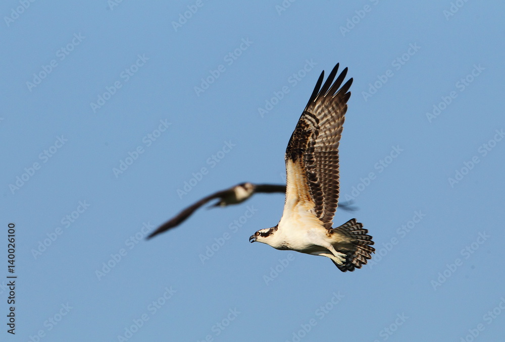 Obraz premium animal