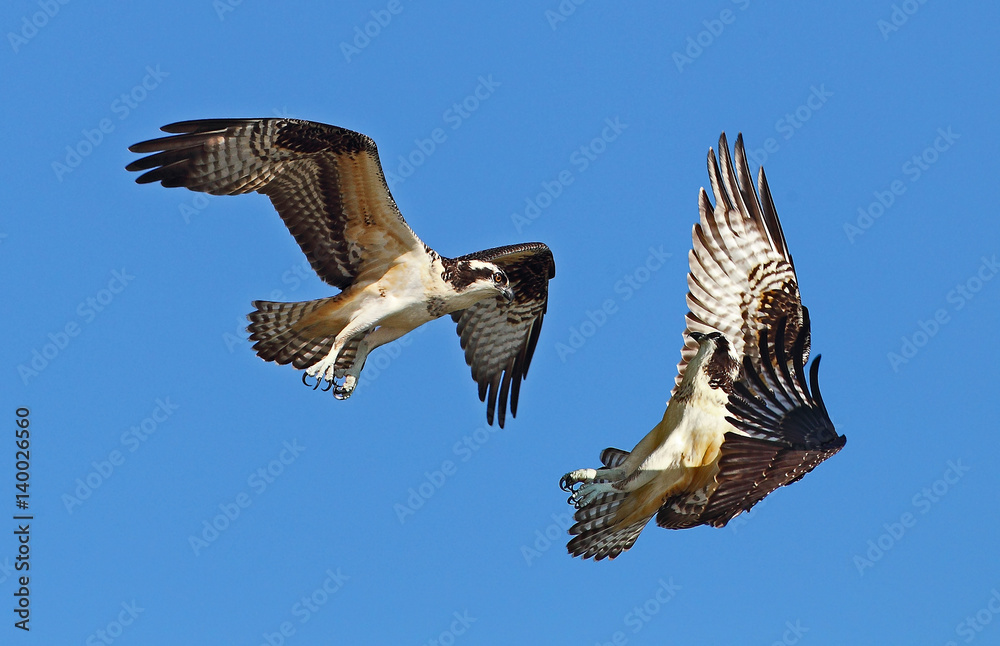 Obraz premium rybołów