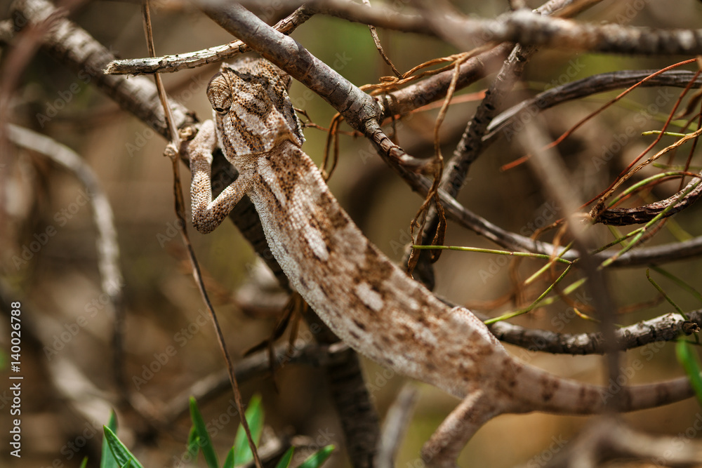 Chameleon Chameleon