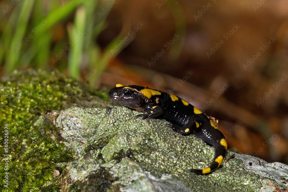 Fototapeta premium animal