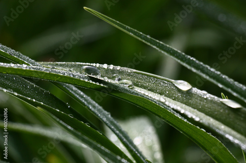 Leaves of a hemerocallis and water drops./The green long bent leaves of a day lily in drops of water after a rain.