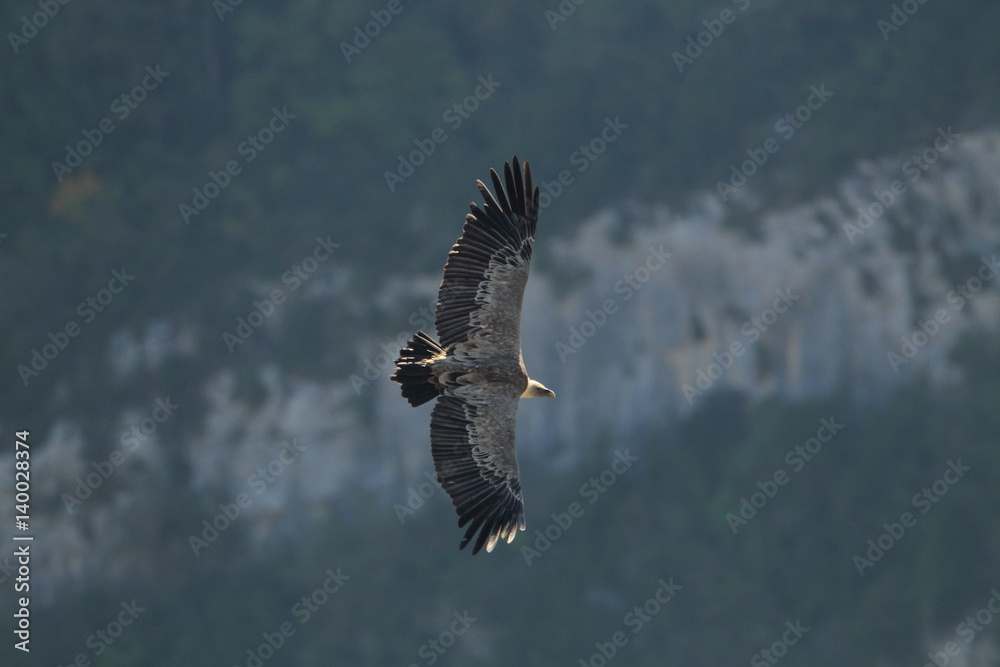 Obraz premium animal