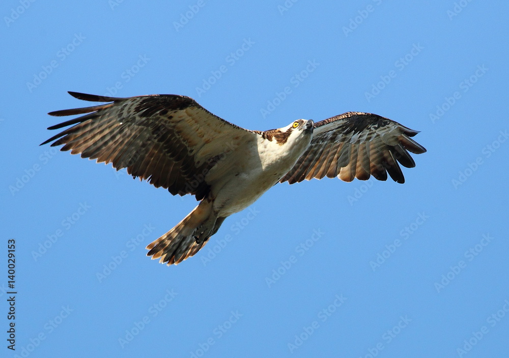 Obraz premium animal