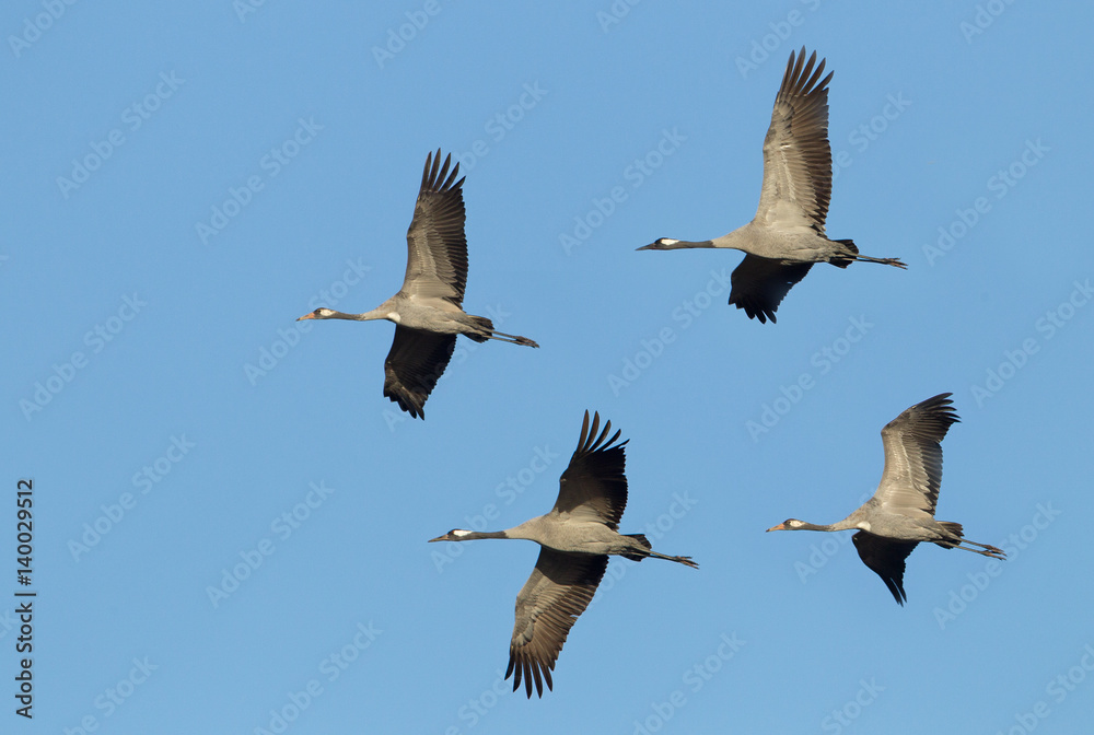 Obraz premium animal