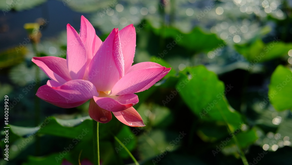 Lotus