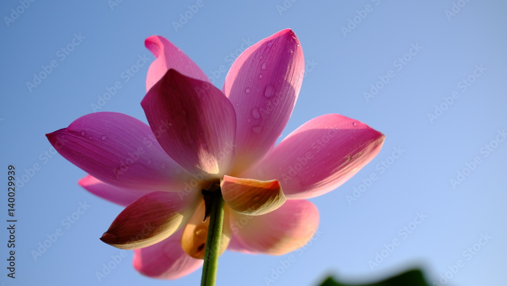 Fototapeta premium Lotus