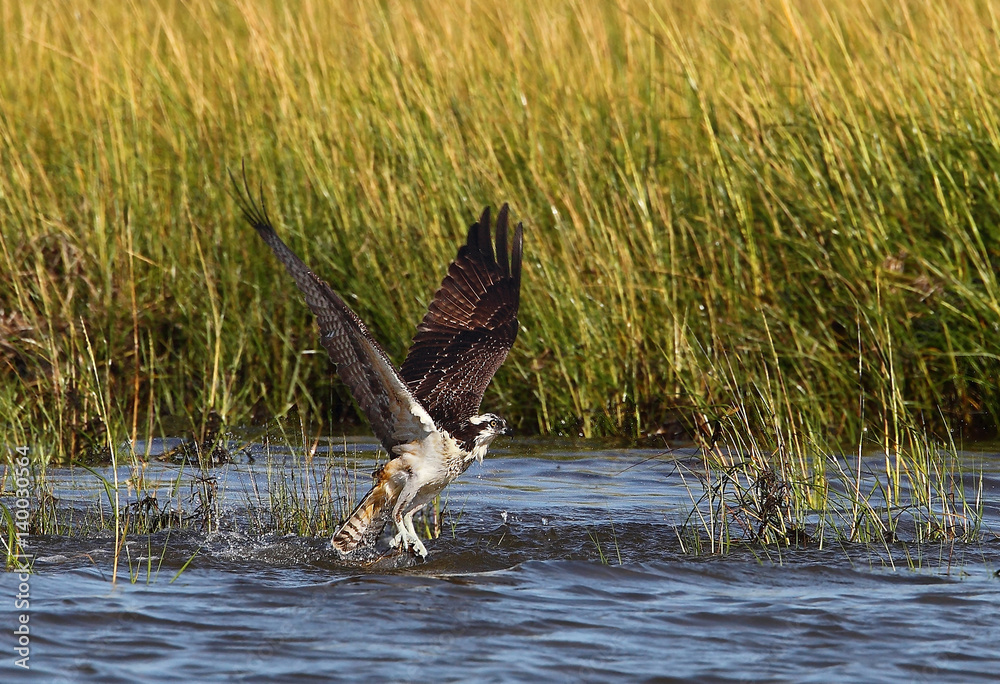 Fototapeta premium animal