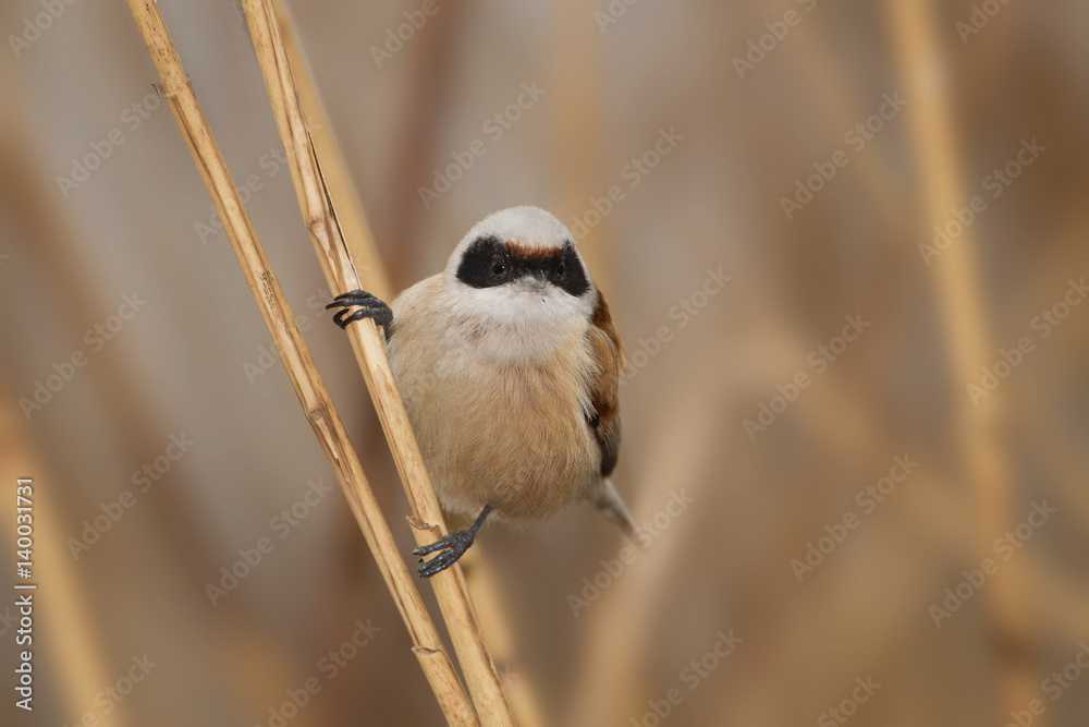 Fototapeta premium Animal