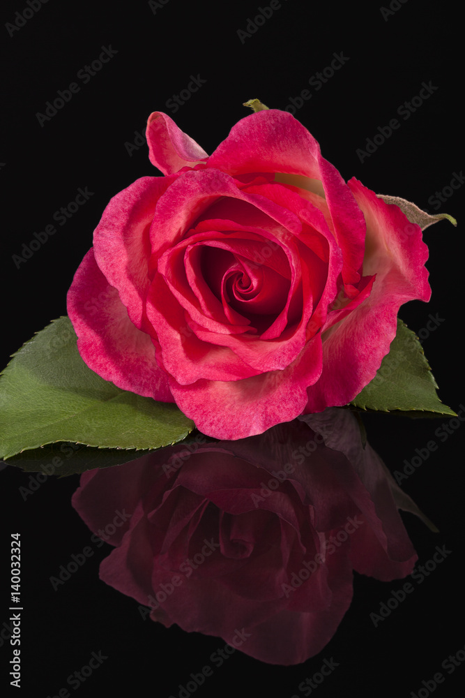 Single flower of pink rose isolated on black background Single flower of pink rose isolated on black background